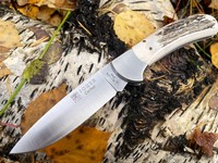 Joker Cocker Stag Photo