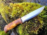 Helle Gaupe 12c27 Photo