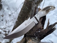 Joker Cebra II Stag Photo